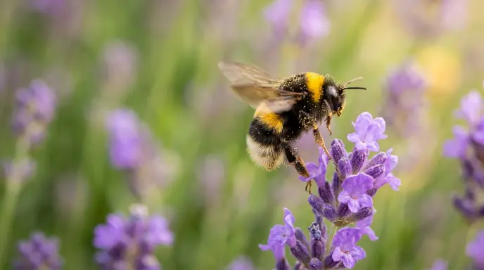 Buzz
